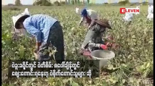 Embedded thumbnail for ပဲခူးခရိုင်တွင် ပဲတီစိမ်းစပေါ်ချိန်တွင် စျေးကောင်းရနေဟု ပဲစိုက်တောင်သူများဆို 