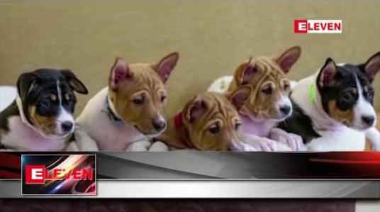 Embedded thumbnail for နတ်ရွာစံ ထိုင်းဘုရင်မင်းမြတ် ဘူမိဘော၏ အချစ်တော် ခွေးမလေးမှ ဆင်းသက်လာသည့် ခွေးပေါက်လေး ရှစ်ကောင်ကို ထုတ်ဖော်ပြသ