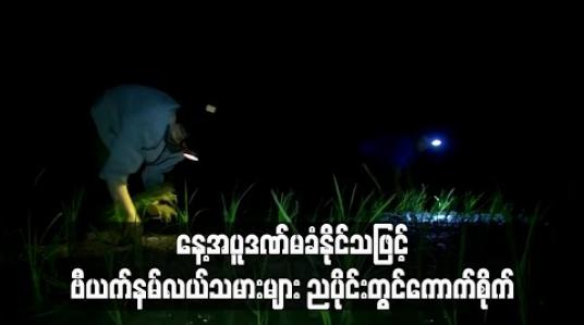 Embedded thumbnail for နေ့အပူဒဏ်ကို မခံနိုင်သဖြင့် ဗီယက်နမ်လယ်သမားများ ညပိုင်းတွင် ကောက်စိုက်