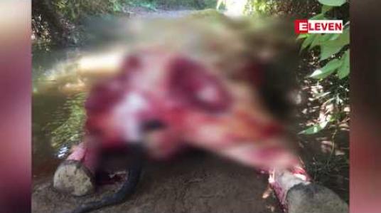 Embedded thumbnail for ချောင်းသာကျေးရွာအုပ်စု ဆိပ်ကြီးကျေးရွာအနီး တောအတွင်းတွင် တောဆင်ရိုင်းတစ်ကောင် သတ်ဖြတ်ခံရ 