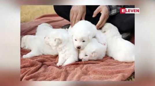 Embedded thumbnail for မြောက်ကိုရီးယားဘက်က လက်ဆောင်အဖြစ် ပေးထားသည့်ခွေးမလေးမှ ပေါက်ဖွားလာသည့် ခွေးပေါက်ကလေးများကို တောင်ကိုရီးယား မိတ်ဆက်ပြသ 