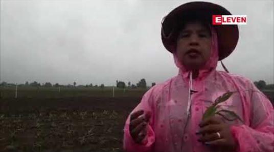 Embedded thumbnail for ဖယ်ခုံမြို့နယ်အတွင်းပြောင်းစိုက်ခင်းများတွင် ငမြှောင်တောင်ပိုးကျရောက်မှုကြောင့် ပျက်စီးဆုံးရှုံးမှုများရှိနေ 