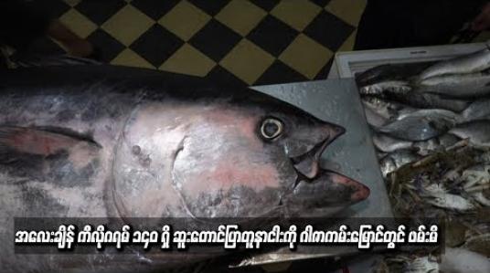 Embedded thumbnail for  အလေးချိန် ကီလိုဂရမ် ၁၄၀ ရှိ ဆူးတောင်ပြာတူနာငါးကို ဂါဇာကမ်းမြောင်တွင် ဖမ်းမိ