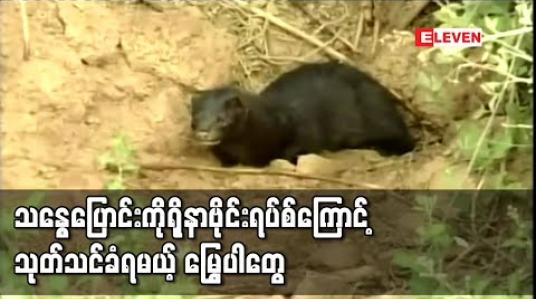 Embedded thumbnail for သန္ဓေပြောင်းကိုရိုနာဗိုင်းရပ်စ်ကြောင့် ဒိန်းမတ်တွင် မြွေပါ ၁၇ သန်းကိုသုတ်သင်မည် 