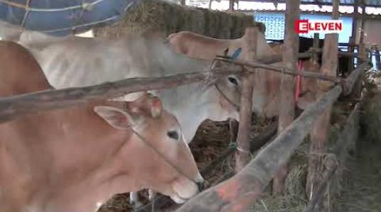 Embedded thumbnail for မြန်မာ့ပို့ကုန် နွား၊ကျွဲ များ မဲဆောက်ဈေးကွက်တွင် ပုံမှန်ထက် အရောင်းသွက်နေ