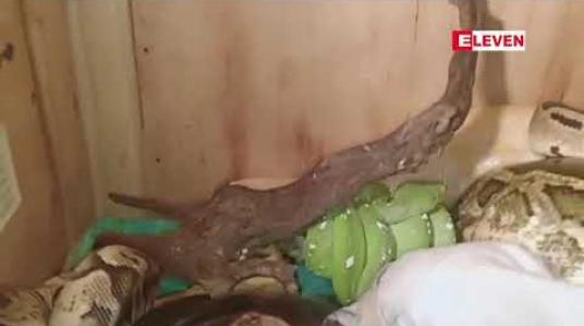Embedded thumbnail for မြွေများကြားထဲ ကာတွန်းအကြည့်မပျက်သည့် အင်ဒိုနီးရှားနိုင်ငံမှ သုံးနှစ်သမီး၏ဗီဒီယို မြင်သူတကာကို အံ့သြစေခဲ့ 