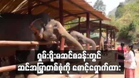 Embedded thumbnail for မိတ္ထီလာ - တောင်ကြီးလမ်းဘေး ရှမ်းရိုးမဆင်စခန်းတွင် ဆင်အမြွှာစောင့်ရှောက်