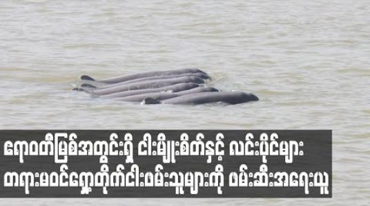 Embedded thumbnail for လင်းပိုင်များ မျိုးသုန်းမှုမဖြစ်စေရေးအတွက် တရားမဝင်ရှော့တိုက်ငါးဖမ်းသူများကို ဖမ်းဆီးအရေးယူ