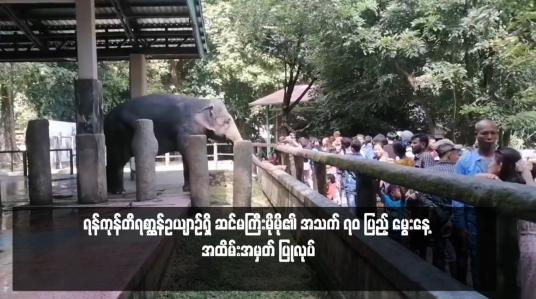 Embedded thumbnail for ရန်ကုန်တိရစ္ဆာန်ဥယျာဉ်ရှိ ဆင်မကြီးမိုမို၏ အသက် ၇၀ ပြည့် မွေးနေ့ အထိမ်းအမှတ် ပြုလုပ်