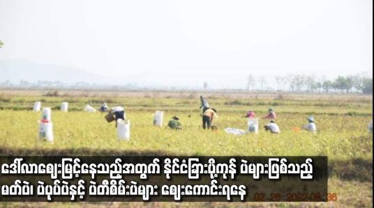 Embedded thumbnail for နိုင်ငံခြားပို့ကုန် ပဲများဖြစ်သည့် မတ်ပဲ၊ ပဲပုပ်ပဲနှင့် ပဲတီစိမ်းပဲများ ဈေးကောင်းရနေ