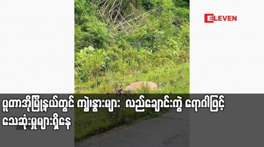 Embedded thumbnail for ပူတာအိုမြို့နယ်တွင် ကျွဲ၊နွားများ လည်ချောင်းကွဲ ရောဂါဖြင့် သေဆုံးမှုများရှိနေ