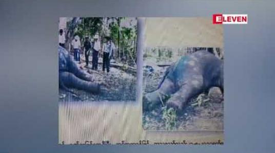 Embedded thumbnail for မန္တလေးတိုင်းအတွင်းတွင် ဆင်သတ်မုဆိုးများက တောဆင်ရိုင်းသတ်ဖြတ်ခြင်းအပြင် မြန်မာသစ်လုပ်ငန်းပိုင်ဆင်များကို သတ်ဖြတ်မူရှိနေခြင်းကြောင့် ဆင်သတ်ဖြတ်မူအန္တရယ် ကာကွယ်ခြင်း ပိုမိုလုပ်ဆောင်နေရ