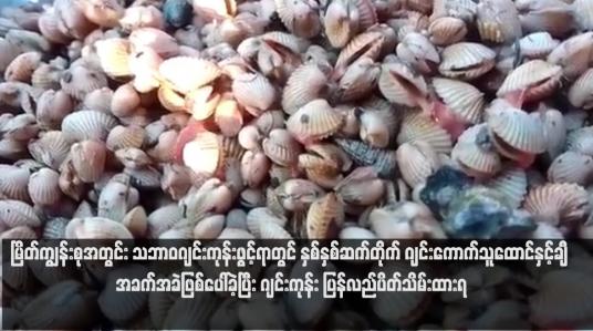 Embedded thumbnail for မြိတ်ကျွန်းစုအတွင်း သဘာဝဂျင်းကုန်းဖွင့်ရာတွင် နှစ်နှစ်ဆက်တိုက် ဂျင်းကောက်သူထောင်နှင့်ချီ အခက်အခဲဖြစ်ပေါ်ခဲ့ပြီး ဂျင်းကုန်း ပြန်လည်ပိတ်သိမ်းထားရ