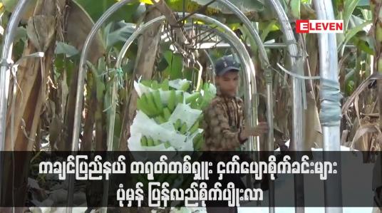 Embedded thumbnail for ကချင်ပြည်နယ် တရုတ်တစ်ရှူး ငှက်ပျောစိုက်ခင်းများ ပုံမှန် ပြန်လည်စိုက်ပျိုးလာ
