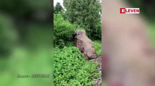 Embedded thumbnail for ရထားတိုက်ခံခဲ့ရ၍ ဆင်မကြီးတစ်ကောင် ဒဏ်ရာအပြင်းအထန်ရရှိ
