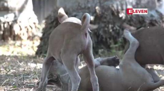 Embedded thumbnail for မန္တလေးတွင် အိမ်မွေးခွေးများကိုမှတ်ပုံတင်ပြုလုပ်ရန် စီစဉ်နေ