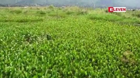 Embedded thumbnail for   အင်းလေးကန်အတွင်း ဗေဒါအများအပြားပေါများလာသဖြင့် ရေလမ်းခရီးပိတ်ဆို့မှုများကို တာဝန်ရှိသူများ ရှင်းလင်းဆောင်ရွက် သင့်ကြောင်း ဒေသခံများ ပြောကြား (ရုပ်သံ)