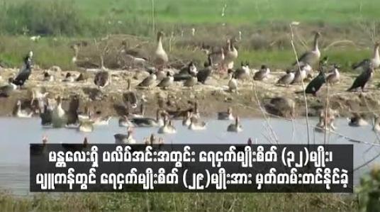 Embedded thumbnail for မန္တလေးရှိ ပလိပ်အင်းအတွင်း ရေငှက်မျိုးစိတ် ၃၂ မျိုး ၊ပျူကန်တွင် ရေငှက်မျိုးစိတ် ၂၉ မျိုး အားမှတ်တမ်းတင်နိုင်ခဲ့ 