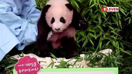 Embedded thumbnail for တောင်ကိုရီးယား၏ ပထမဆုံးပန်ဒါပေါက်လေး Fu Bao ကို မီဒီယာနှင့်မိတ်ဆက် 