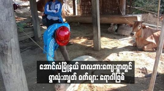 Embedded thumbnail for အောင်လံမြို့နယ် တလဘားကျေးရွာတွင် ရွာလုံးကျွတ် ဝက်များ ရောဂါဖြစ် 
