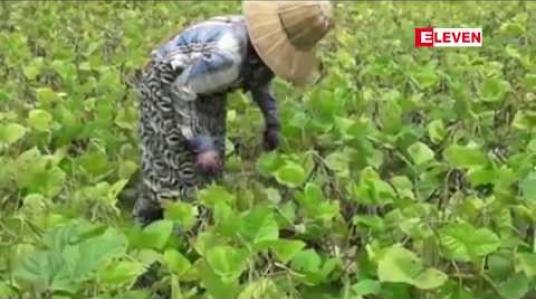 Embedded thumbnail for မိုးဦးပဲတီစိမ်းပေါ်ချိန် စျေးကောင်းရနေသော်လည်း အလုုပ်သမားစရိတ် မြင့်တက်လာ