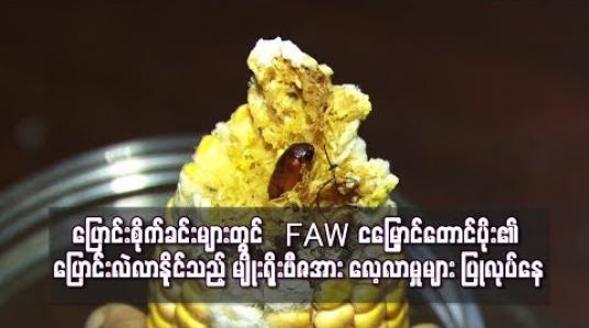 Embedded thumbnail for FAW ငမြှောင်တောင်ပိုး၏ ပြောင်းလဲလာနိုင်သည့် မျိုးရိုးဗီဇအား လေ့လာမှုများ ပြုလုပ်နေ