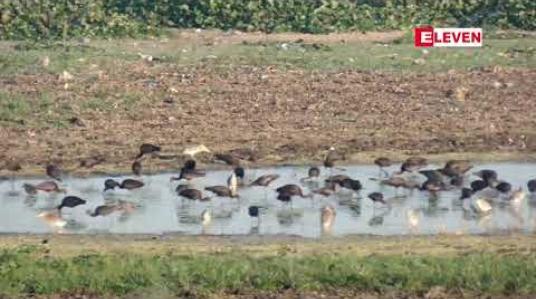 Embedded thumbnail for ဆောင်းခိုငှက်များလာရောက်‌လေ့ရှိသော တောင်သမန်အင်းနှင့် ပလိပ်အင်းတွင် ရေမြေအနေထား ပြောင်းလဲမှုဖြစ်ပေါ်ခြင်းများက သဘာဝဝန်းကျင်ပျက်စီးမှုအတွက် သတိပြုစရာဖြစ်လာ