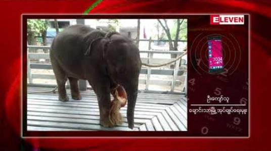 Embedded thumbnail for ချောင်းသာကမ်းခြေတွင် မိဘများနှင့်ကွဲ၍ ဒဏ်ရာရရှိထားသော နှစ်လသားအရွယ် တောဆင်ရိုင်းလေး တစ်ကောင်အား ဖမ်းဆီးရမိ ထားပြီး နို့မှုန့်အလှူရှင်များ လိုအပ်နေ 