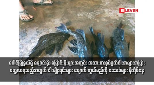 Embedded thumbnail for ပေါင်မြို့နယ်ရှိ ချောင်းရိုး၊မြောင်းရိုးများအတွင်း အသားစားစုပ်ခွက်ငါးအများအပြားတွေ့လာရသည့်အတွက် ငါးမျိုးရင်းများ ပျောက် ကွယ်မည်ကို ဒေသခံများ စိုးရိမ်နေ