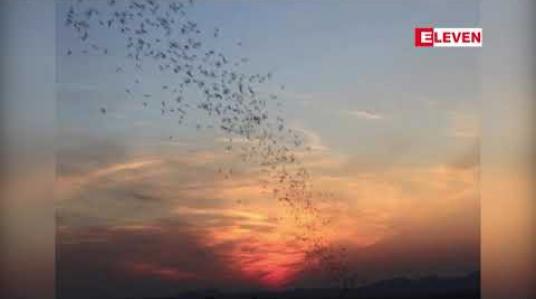 Embedded thumbnail for ကန့်ဘလူမြို့နယ်ရှိ လင်းနို့ဂူတွင် လင်းနို့ကောင်ရေ ၁၁သိန်းကျော် ရေတွက်မှတ်တမ်းတင်နိုင်ခဲ့ပြီး မြန်မာနိုင်ငံရှိလင်းနို့ဂူများအနက် လင်းနို့ကောင်ရေအများဆုံးဖြစ်ဟု သိရ 