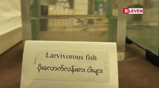 Embedded thumbnail for  တစ်နိုင်ငံလုံးတွင် သွေးလွန်တုပ်ကွေးရောဂါကြောင့် သေဆုံးသူ ၁၀၇ ဦး ရှိနေပြီး၊ ယမန်နှစ်ကထက် သေဆုံးသူ ၄ ဆခန့်မြင့်တက်(ရုပ်သံ)