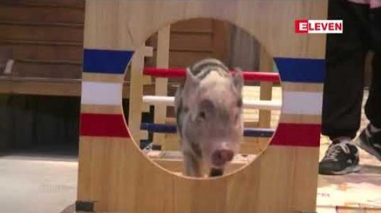 Embedded thumbnail for ဝက်နှစ်နီးကပ်လာမှုကြောင့် တောင်ကိုရီးယားရှိ ဝက်ပြတိုက်တစ်ခု ရေပန်းစားနေ