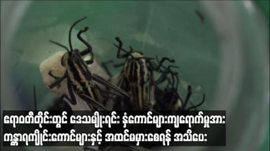 Embedded thumbnail for ဧရာဝတီတိုင်းအတွင်းဒေသမျိုးရင်း နှံကောင်များကျရောက်ခြင်းအား ကန္တာရကျိုင်းကောင်များနှင့် အထင်မှားစိုးရိမ်ခြင်းမရှိစေရန် စိုက်ပျိုးရေးဌာနမှ အသိပေးလှုံ့ဆော် (ရုပ်သံ)