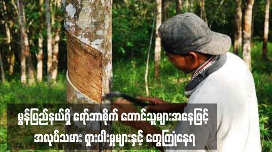 Embedded thumbnail for ရော်ဘာစိုက် တောင်သူများအနေဖြင့် အလုပ်သမား ရှားပါးမှုများနှင့် တွေ့ကြုံနေရ