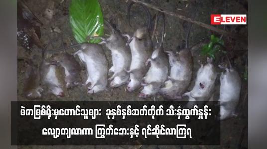 Embedded thumbnail for မဲဇာမြစ်ရိုးမှတောင်သူများ  ခုနှစ်နှစ်ဆက်တိုက်သီးနှံထွက်နှုန်းလျော့ကျလာကာ ကြွက်ဘေးနှင့် ရင်ဆိုင်လာကြရ